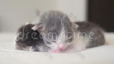 <strong>搞笑视频</strong>两只可爱的新生小猫睡觉团队精神生活在床上.. 宠物概念宠物概念。 小猫条纹